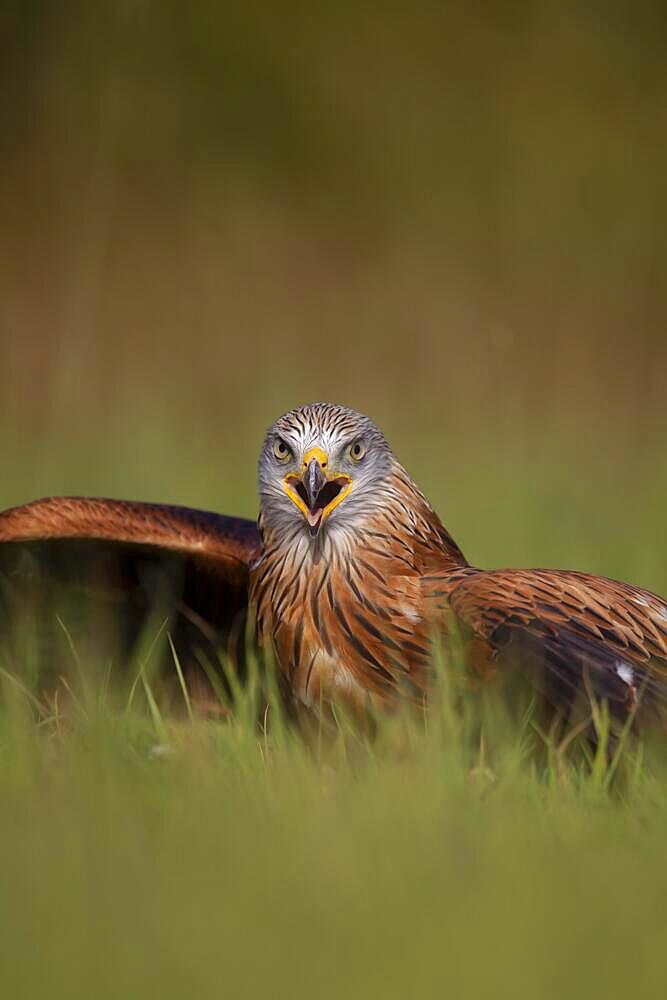 Red kite (Milvus milvus) adult bird calling whilst standing on grassland, England, United Kingdom, Europe