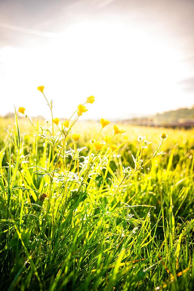 Meadow with spring flowers in the sunlight, Gechingen, Black Forest, Germany, Europe