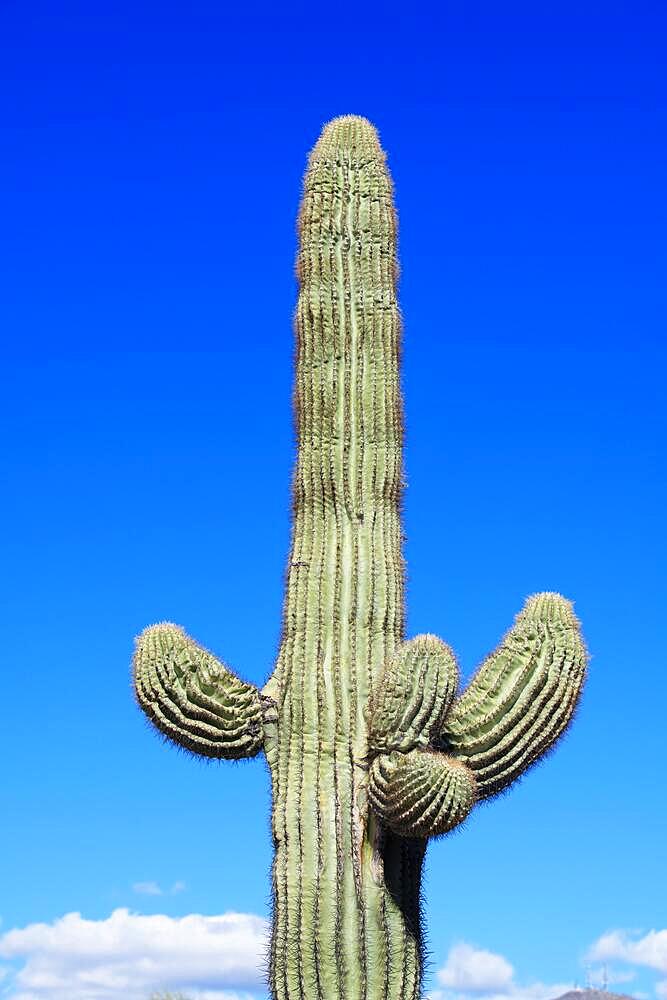 Saguaro cactus, Phoenix, Arizona, USA, North America