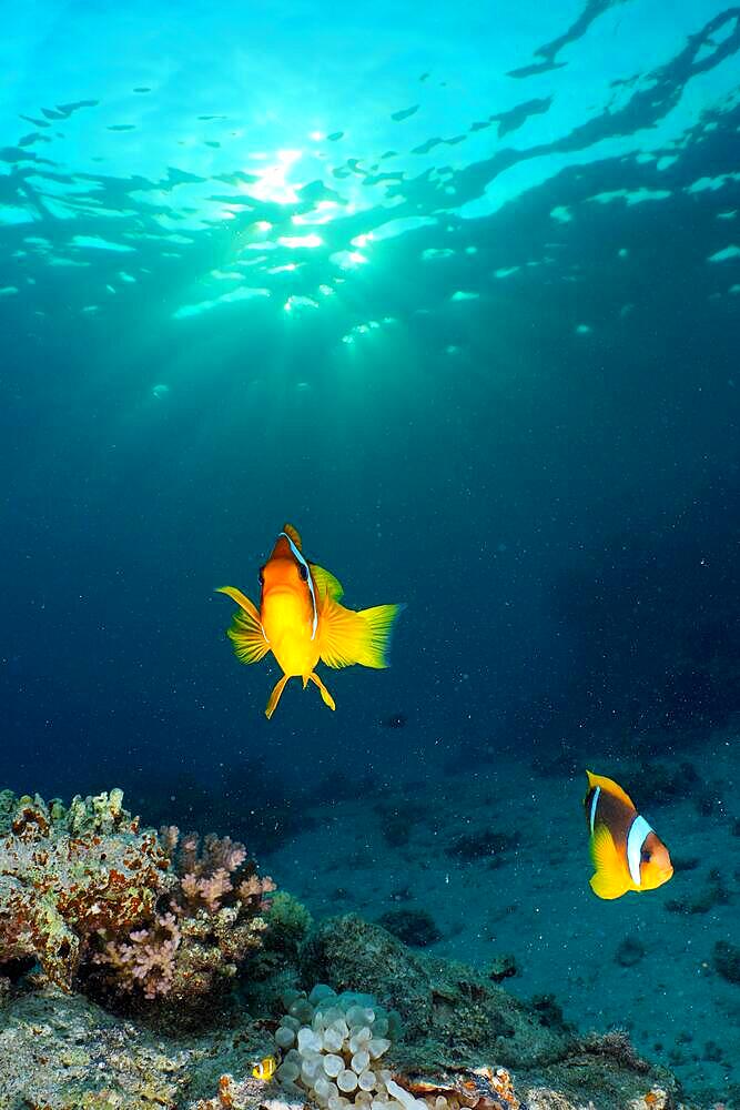 Pair of red sea clownfish (Amphiprion bicinctus) in the evening light, sun rays, dive site House Reef, Mangrove Bay, El Quesir, Red Sea, Egypt, Africa