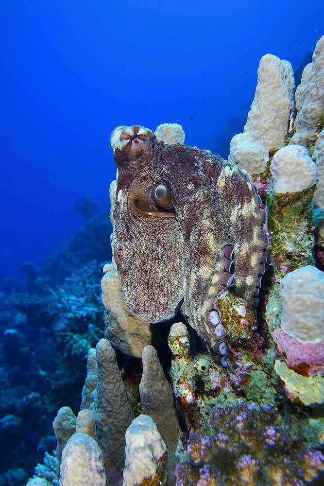 Large blue octopus (Octopus cyaneus) among stony corals. Dive site Erg Fougani, Mangrove Bay, El Quesir, Egypt, Red Sea, Africa