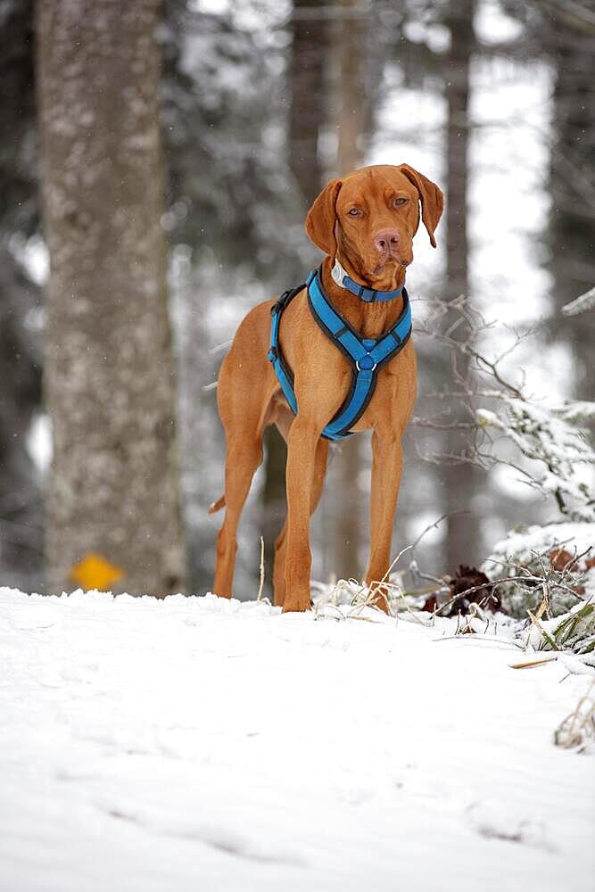 Roevidszoru Magyar Vizsla, Hungarian short-haired pointing dog, portrait in the snow, Belchenflue, Solothurn, Switzerland, Europe