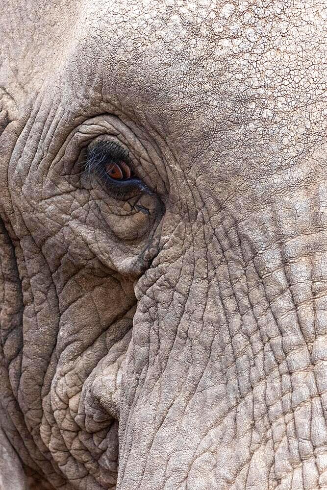 African elephant (Loxodonta africana), portrait, Meru NP, Kenya, Africa