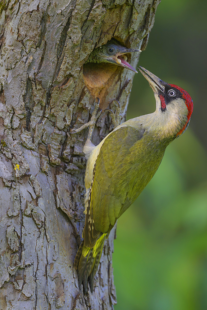 European green woodpecker (Picus viridis), male at nest hole feeding the young, Biosphere Reserve, Swabian Alb, Baden-Wuerttemberg, Germany, Europe