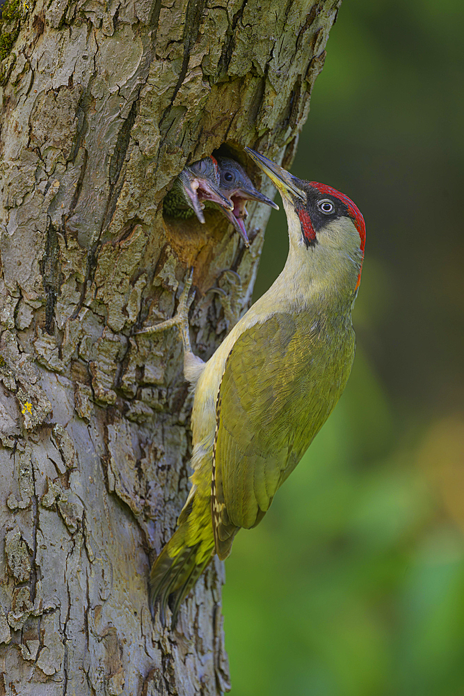 European green woodpecker (Picus viridis), male at nest hole feeding the young, Biosphere Reserve, Swabian Alb, Baden-Wuerttemberg, Germany, Europe