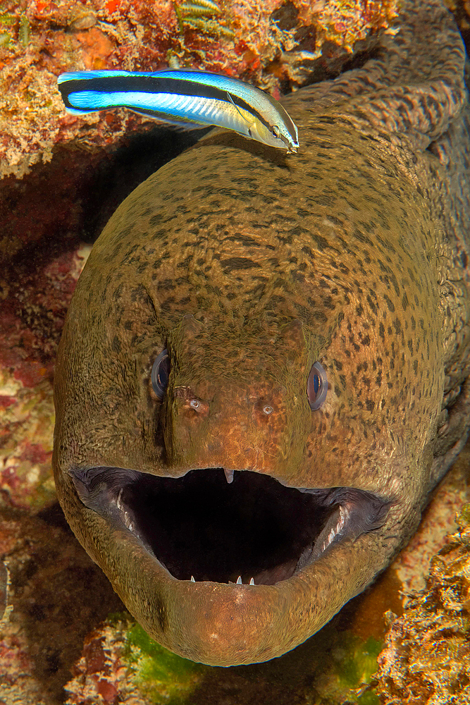 Symbiotic behaviour Symbiosis of giant moray (Gymnothorax javanicus) with open mouth looks directly at observer lets cleaner wrasse bluestreak cleaner wrasse (Labroides dimidiatus) rid itself of parasites, Indian Ocean, Mascarene Islands, Mauritius, Africa