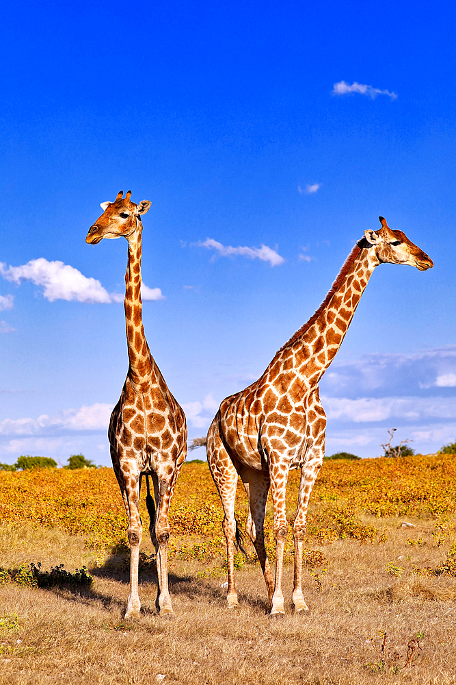 Giraffe (Giraffa camelopardalis) Etosha National Park, Namibia, Africa