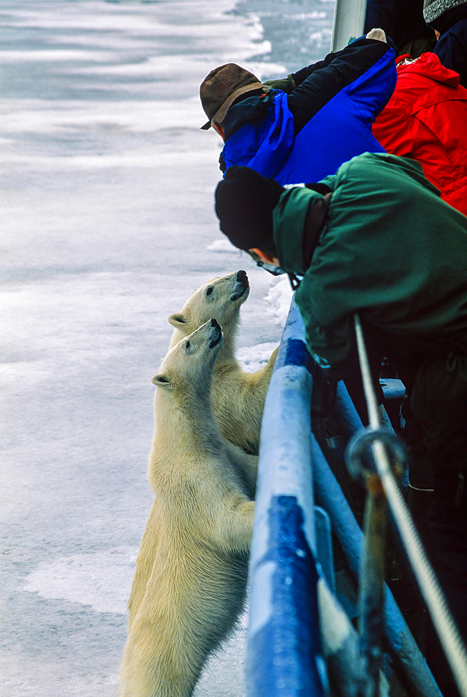 Tourists photographing Polar Bears from a ship in the Arctic, Spitsbergen, Svalbard, Norway, Europe