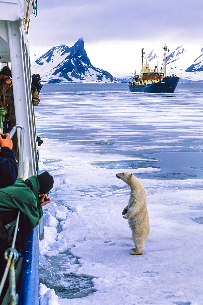 Polar bear standing on the ice by a ship for nature tourism with passengers taking photos in Svalbard, Spitsbergen, Norway, Europe