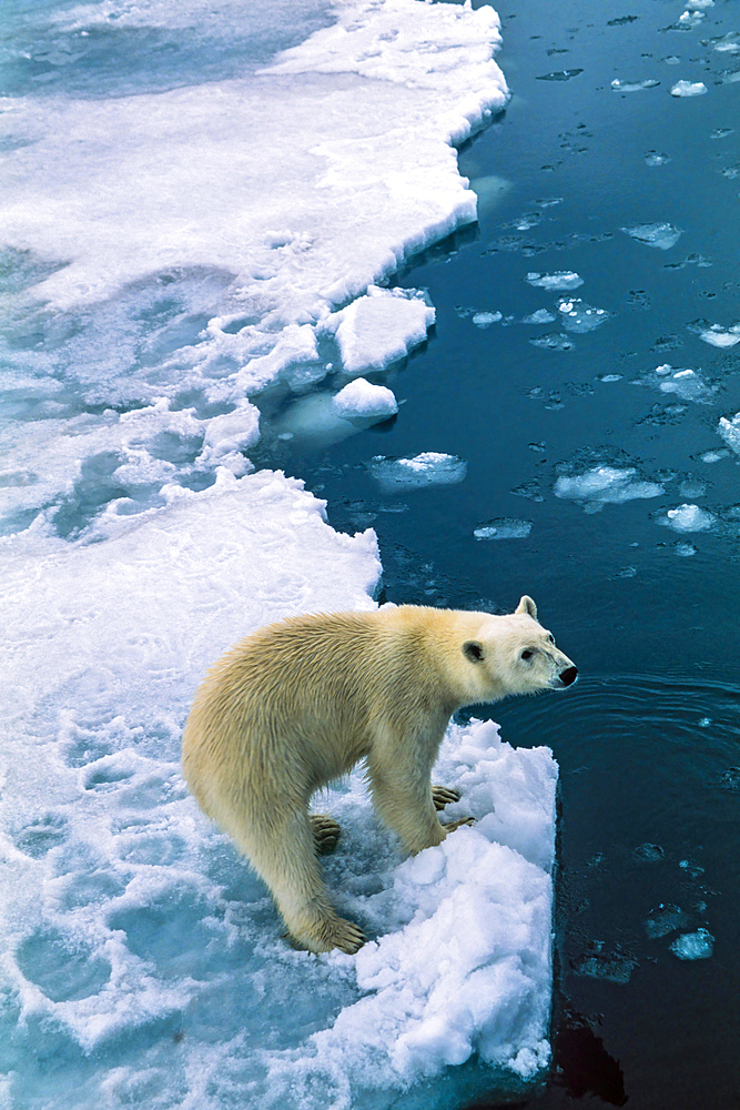 Polar bear (Ursus maritimus) at the edge of the sea ice in the arctic, Svalbard, Norway, Europe