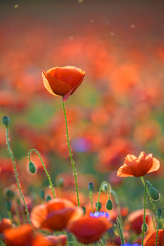 Poppy flowers (Papaver rhoeas) flower, Guxhagen, Hesse, Germany, Europe