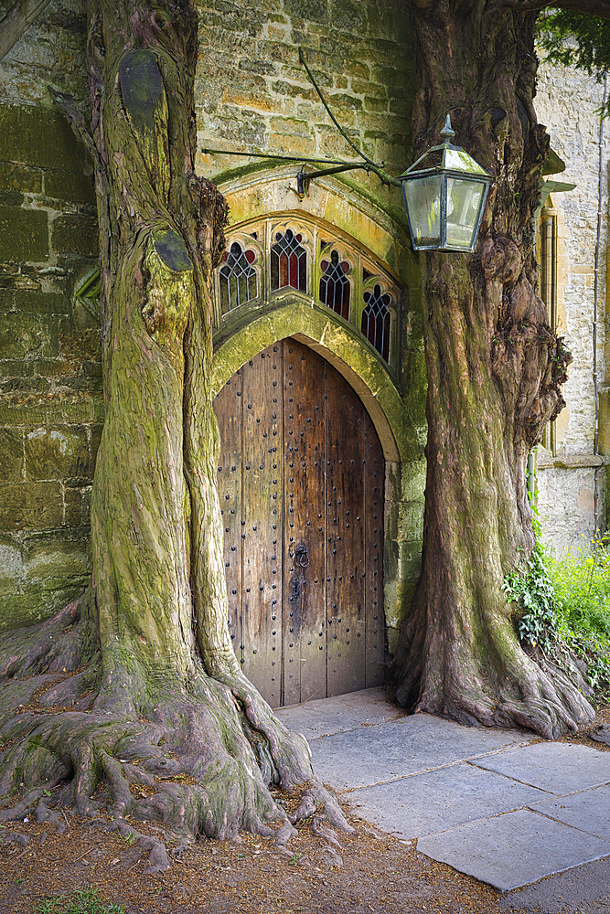 Two old english yew (Taxus baccata) frame an old wooden door at the north doorway of St Edward's Church, Stow-on-the-Wold, Cotswolds, Gloucestershire, England, United Kingdom, Europe