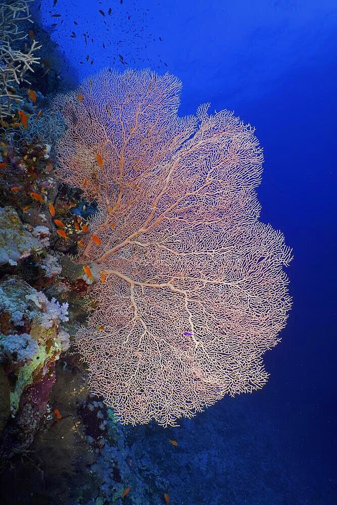 Giant sea fan (Annella mollis) on steep wall, St Johns Reef dive site, Saint Johns, Red Sea, Egypt, Africa