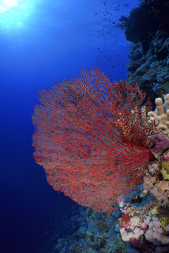 Red knot coral (Acabaria biserialis) in the backlight, on a steep wall. Dive site St Johns Reef, Saint Johns, Red Sea, Egypt, Africa