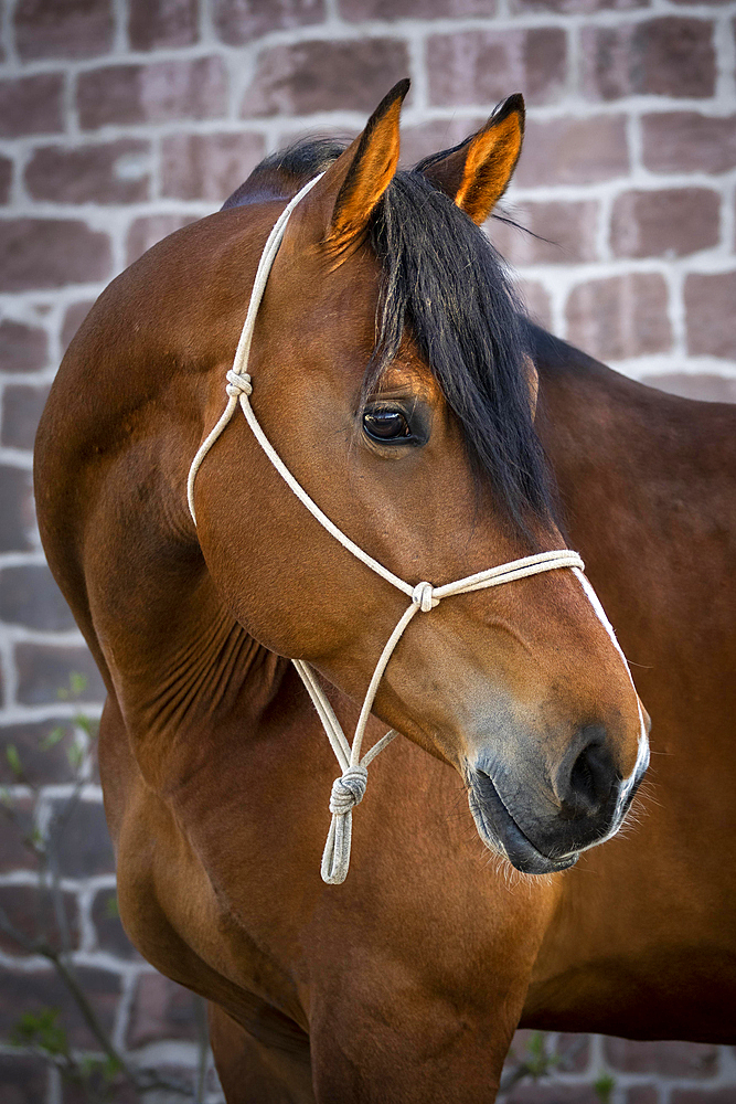 Portrait of a beautiful bay warmblood horse in front of a stonewall at golden hour. Sunspots on the head