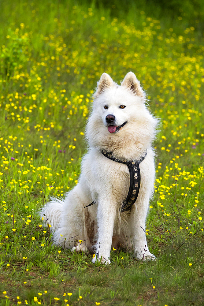 A white Samoyed dog sitting in a flower meadow with yellow buttercups