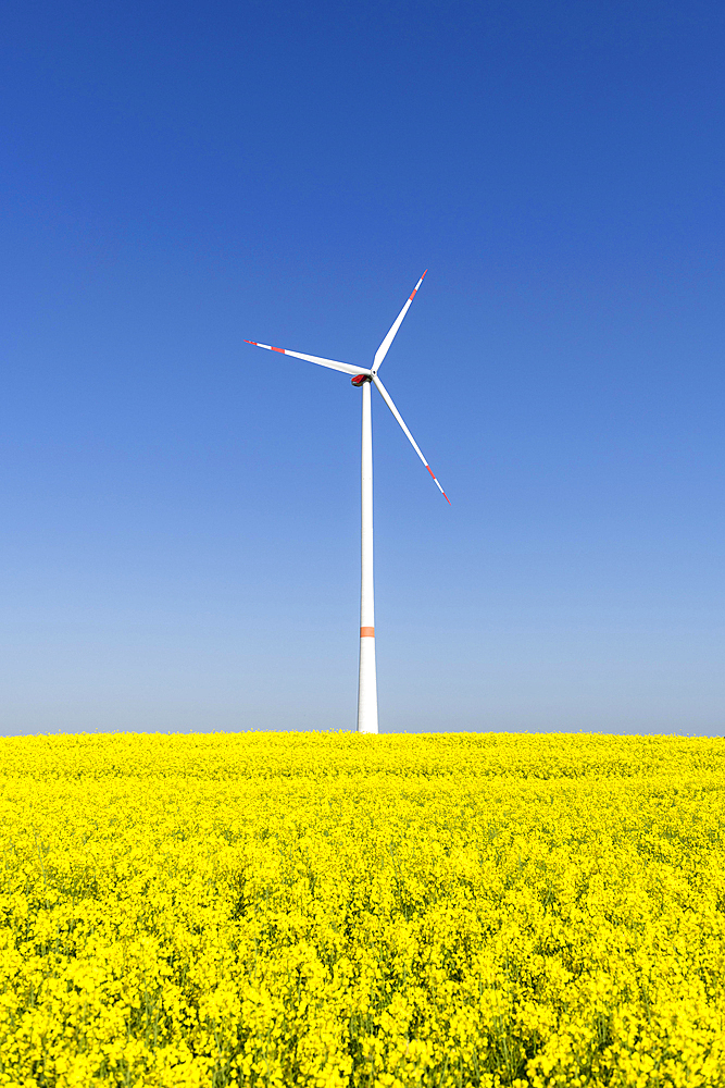 Symbolic image wind energy, energy transition, wind turbine on rape field, wind turbine, blue sky, Baden-Wuerttemberg, Germany, Europe