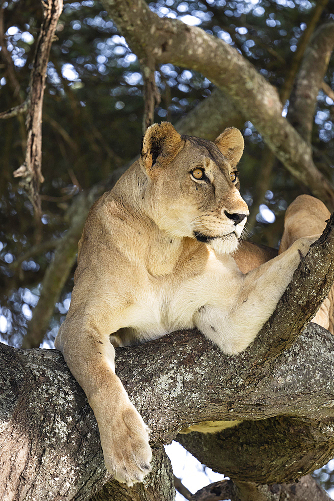 Lioness (Panthera leo) on tree, Tarangire National Park, Tanzania, Africa