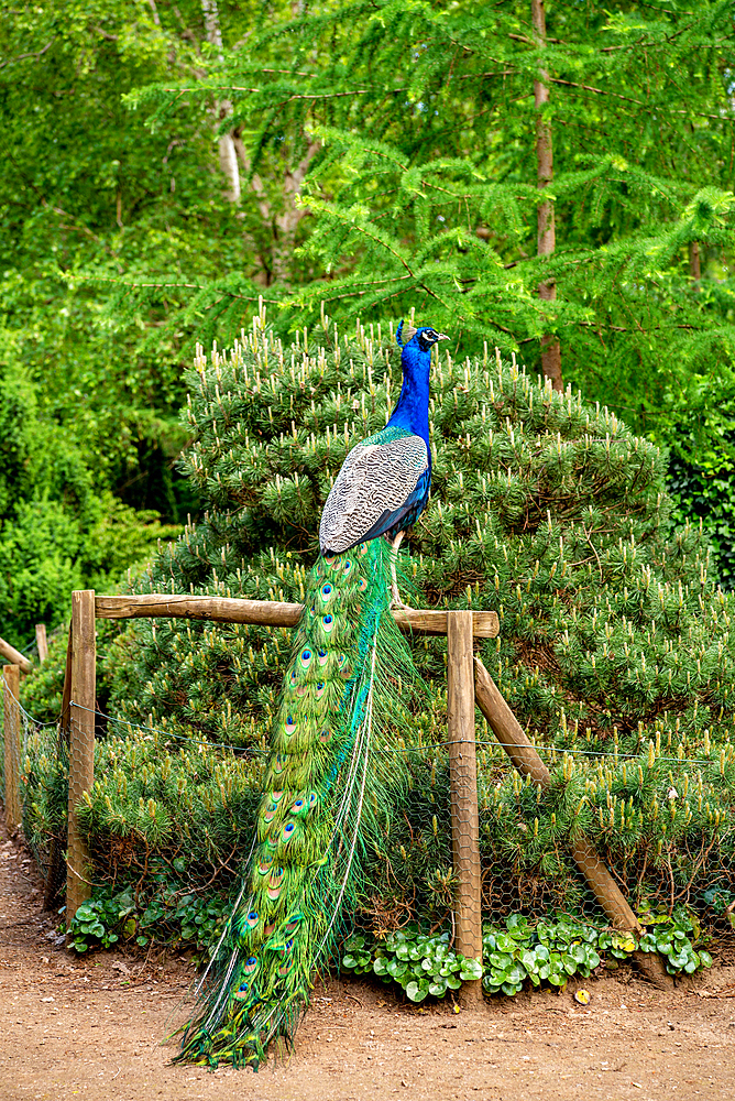 Blue peacock in the park