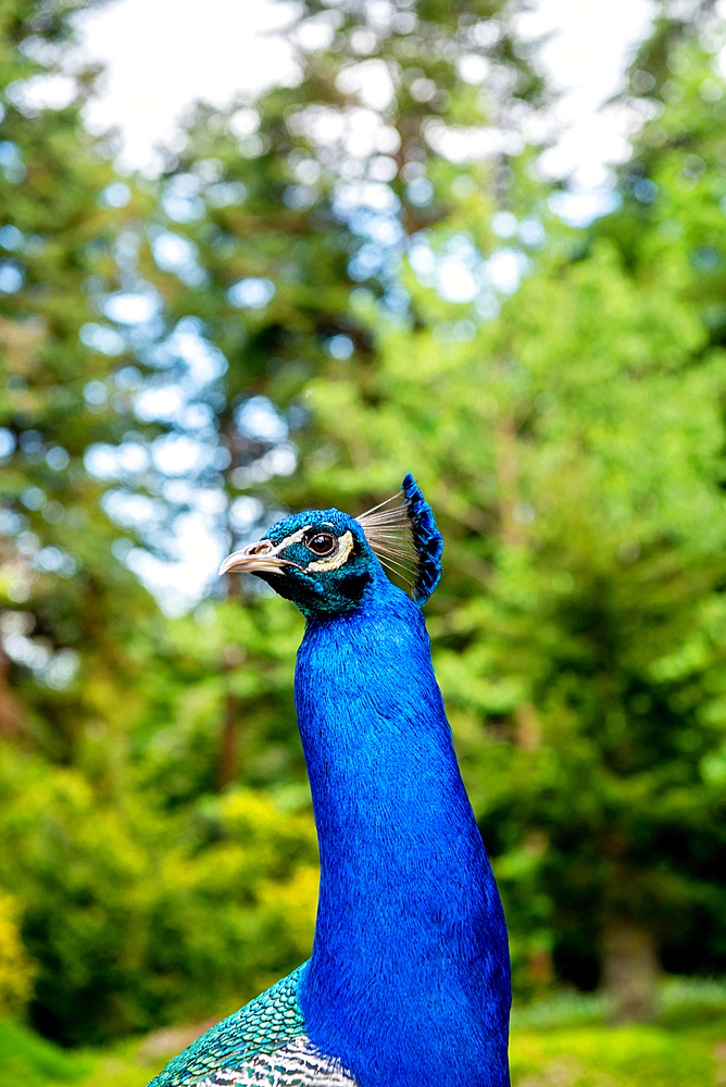 Blue peacock with its crown of feathers