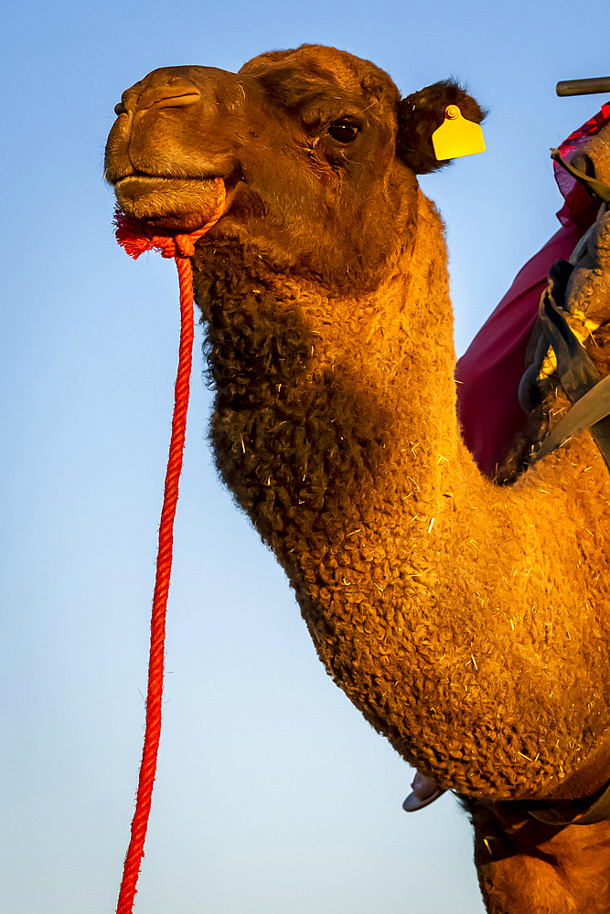 Closeup of A Dromedary Camel walking through the sand in the Saharan Desert in Morocco