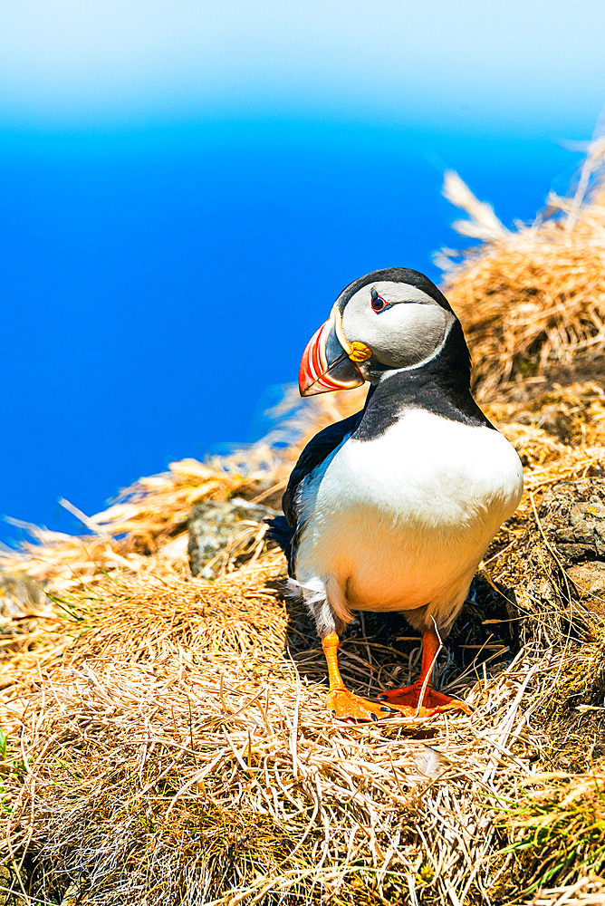 Atlantic Puffin (Fratercula arctica) in habitat