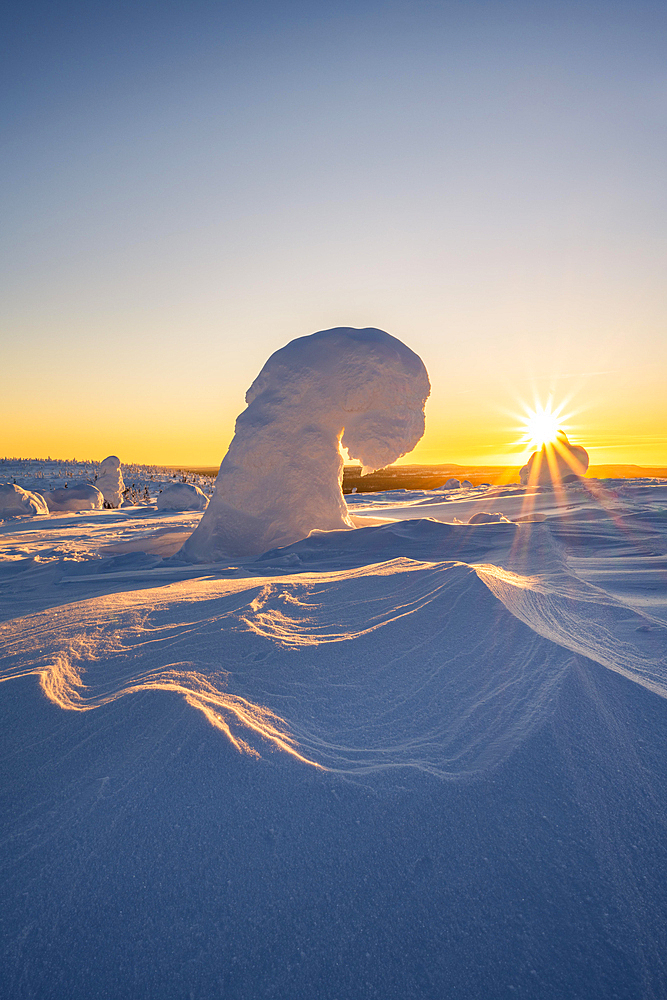 Snowed-in trees, winter landscape, Riisitunturi National Park, Posio, Lapland, Finland, Europe