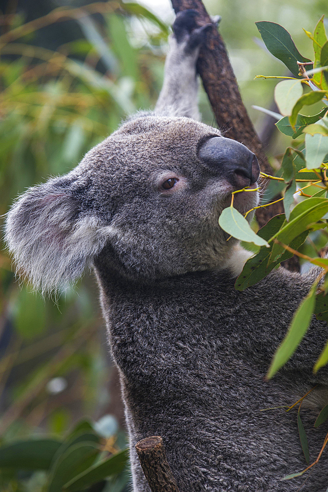 Koala (Phascolarctos cinereus), Lone Pine sanctuary, Brisbane, Queensland, Australia, Oceania