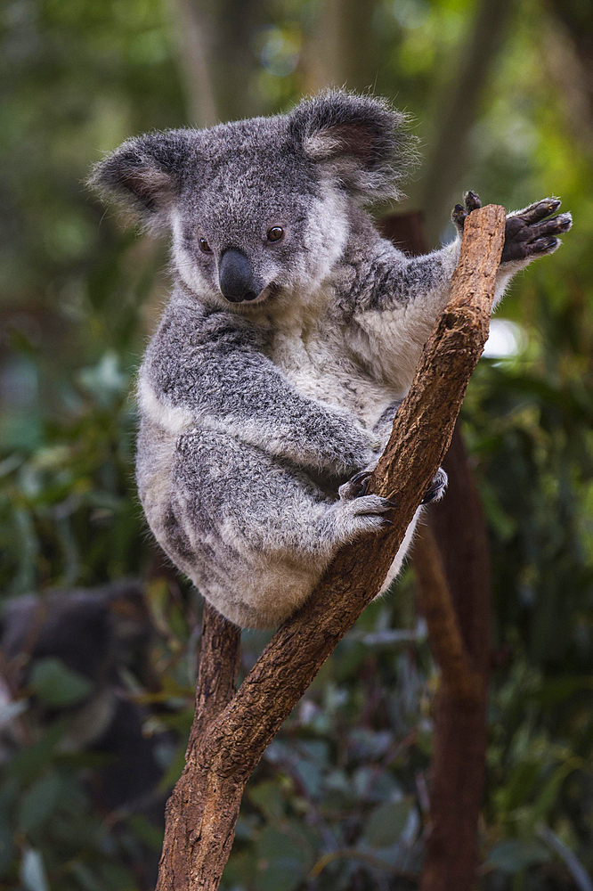 Koala (Phascolarctos cinereus), Lone Pine sanctuary, Brisbane, Queensland, Australia, Oceania