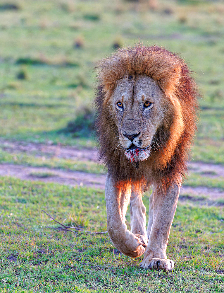 Maned lion (Panthera leo) after sunrise in the grass savannah, Maasai Mara Game Reserve, Kenya, Africa