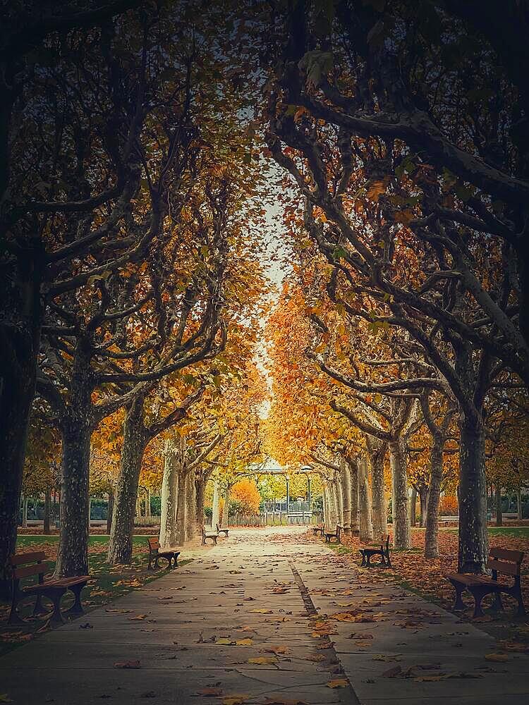 Beautiful morning in the autumn park with golden alley of sycamore trees. Fall season scene