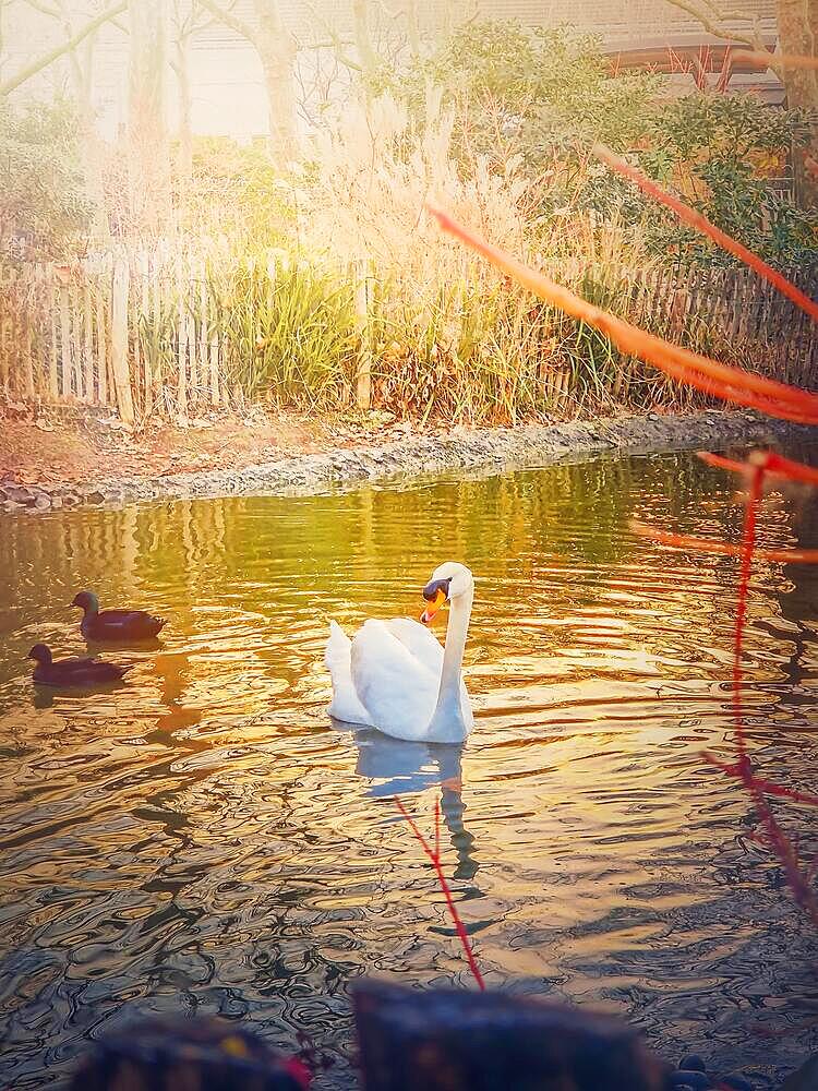 White swan and wild ducks floating on the lake in the park in the warm sunset rays