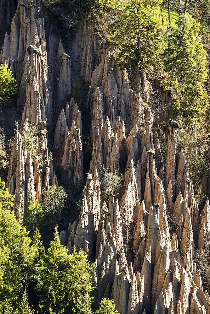 Earth pyramids, spring, Lengmoos, Mittelberg am Ritten, near Bolzano, Dolomites, South Tyrol, Italy, Europe