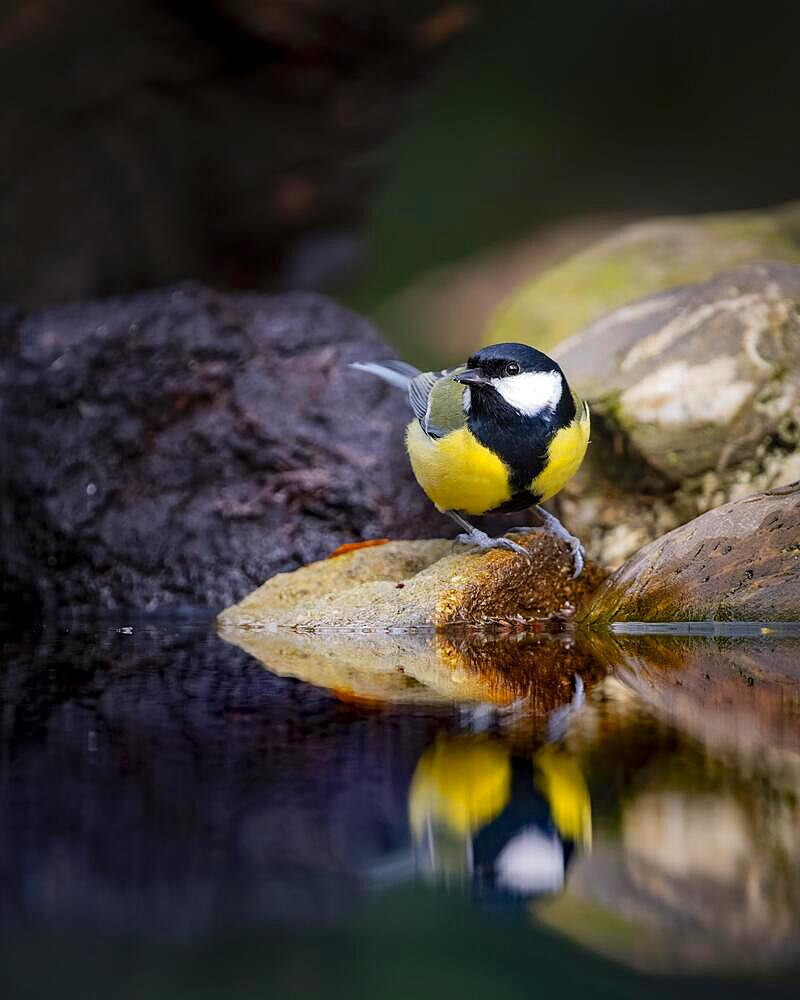 Great tit (Parus major) standing on stone, reflecting in water, looking to the left, surrounded by other stones, Overijssel, Netherlands