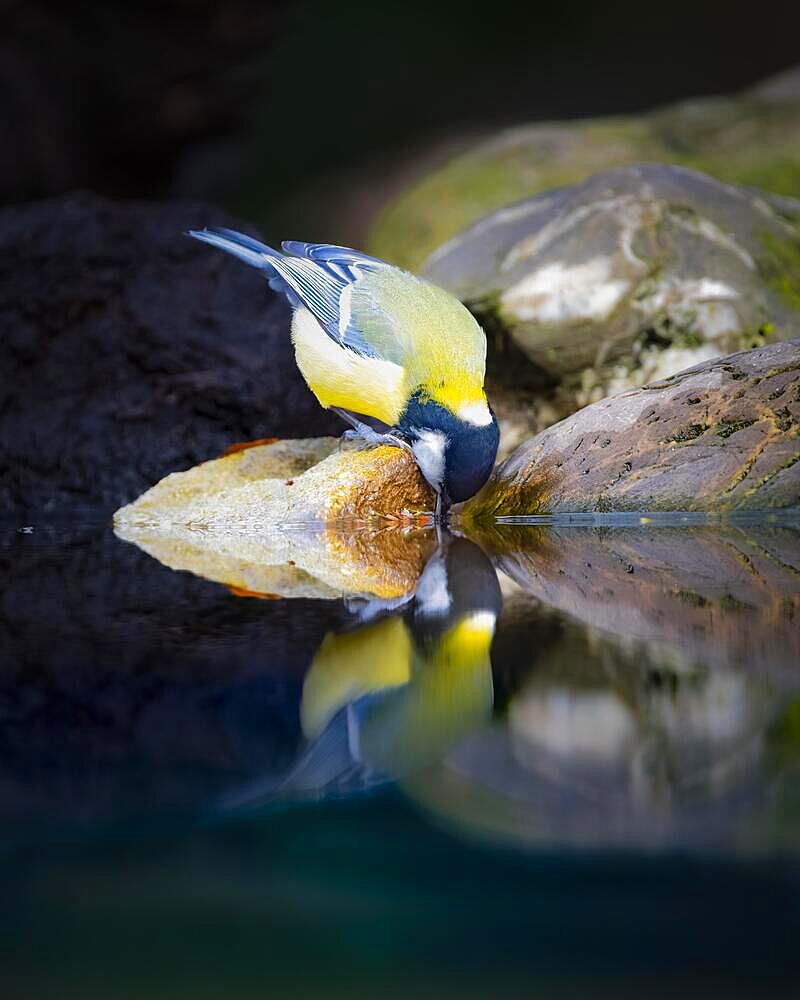 Great Tit (Parus major) standing on stone, drinking, reflecting in water, looking down, surrounded by more stones, Overijssel, Netherlands