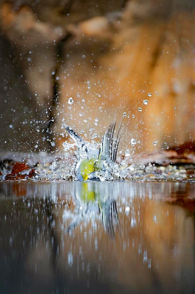 Great tit (Parus major) bathing at the edge of a bank, surrounded by water splashes and drops, middle ground small stones and old leaves, background blurred, Overijssel, Netherlands