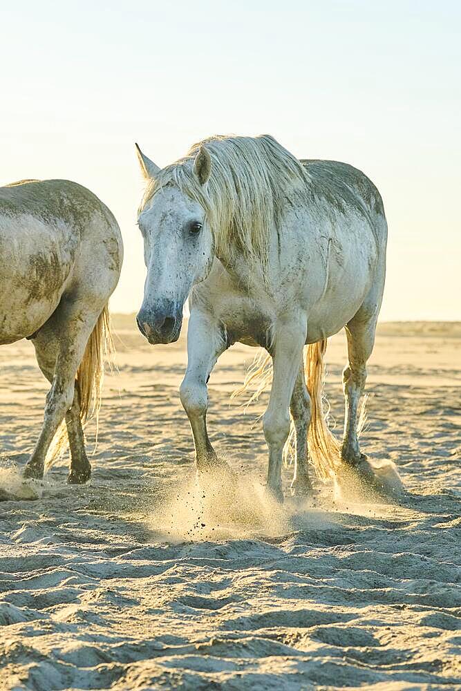 Camargue horses running on a beach in morning light, sunrise, France, Europe