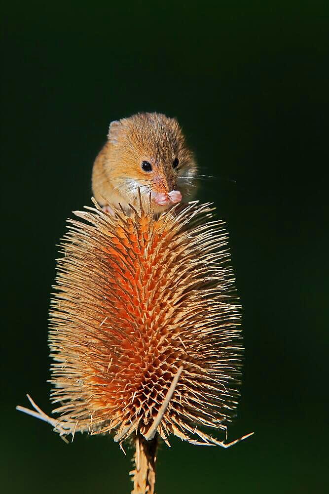 Eurasian harvest mouse (Micromys minutus), adult, feeding on thistle, fruit stand, Surrey, England, Great Britain