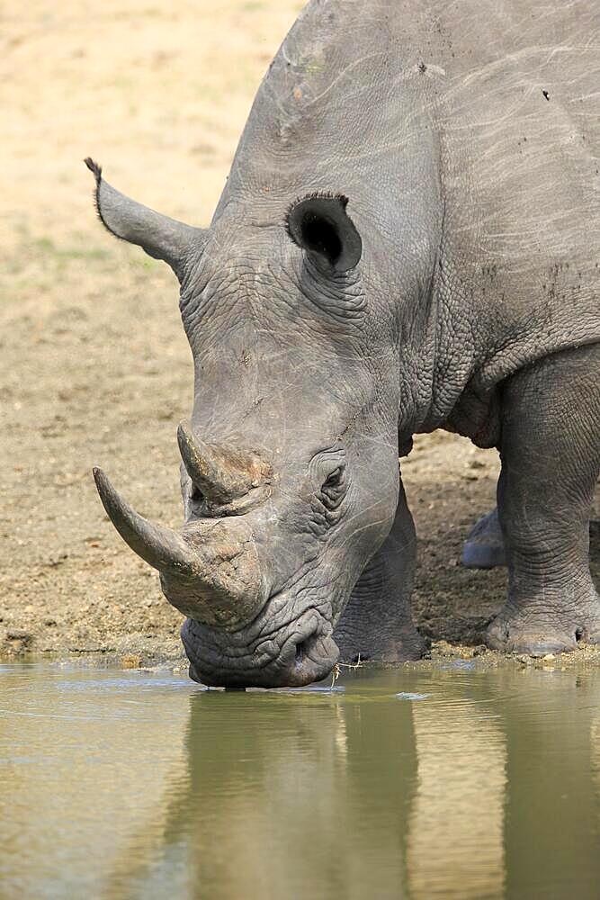 White rhinoceros (Ceratotherium simum), adult, portrait, drinking, by water, Sabi Sand Game Reserve, Kruger National Park, South Africa, Africa