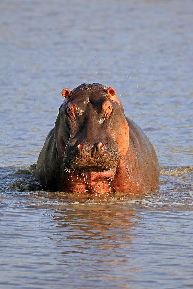 Hippopotamus (Hippopatamus amphibius), adult, in water, Sabi Sand Game Reserve, Kruger National Park, South Africa, Africa