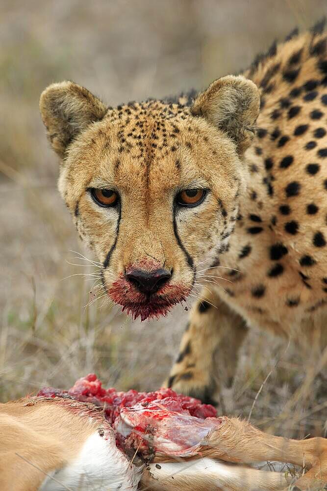 Cheetah (Acinonyx jubatus), adult, portrait, bloodied, with prey, Sabi Sand Game Reserve, Kruger National Park, South Africa, Africa