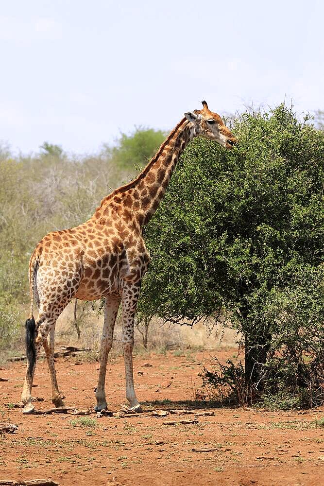 Southern giraffe (Giraffa camelopardalis giraffa), adult, feeding, Kruger National Park, South Africa, Africa