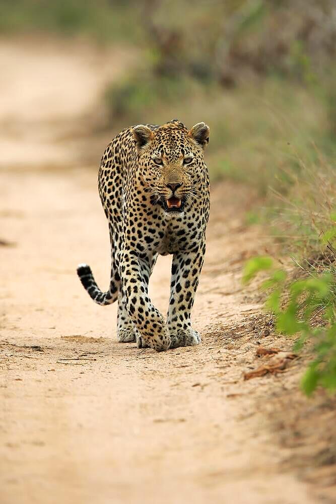 Leopard (Panthera pardus), adult, running, Sabi Sand Game Reserve, Kruger National Park, South Africa, Africa