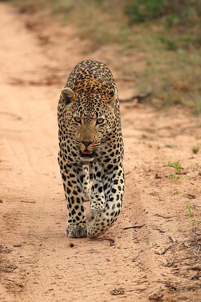 Leopard (Panthera pardus), adult, running, Sabi Sand Game Reserve, Kruger National Park, South Africa, Africa