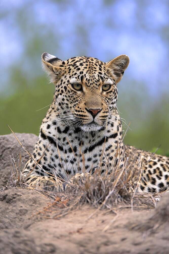 Leopard (Panthera pardus), adult, observed, alert, portrait, Sabi Sand Game Reserve, Kruger National Park, South Africa, Africa