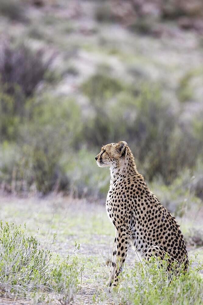 Cheetah (Acinonyx jubatus) . Female. Looking out for prey. Kalahari Desert, Kgalagadi Transfrontier Park, South Africa, Africa