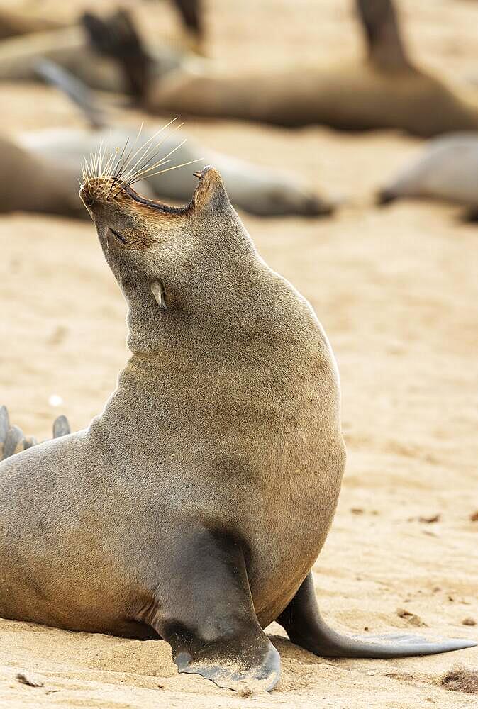 Cape Fur Seal (Arctocephalus pusillus) . Yawning. Cape Cross Seal Reserve, Skeleton Coast, Dorob National Park, Namibia, Africa