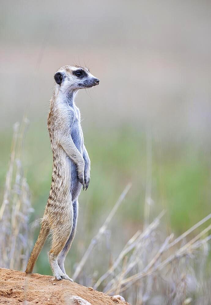 Suricate (Suricata suricatta) . Also called Meerkat. Female on the lookout. Kalahari Desert, Kgalagadi Transfrontier Park, South Africa, Africa