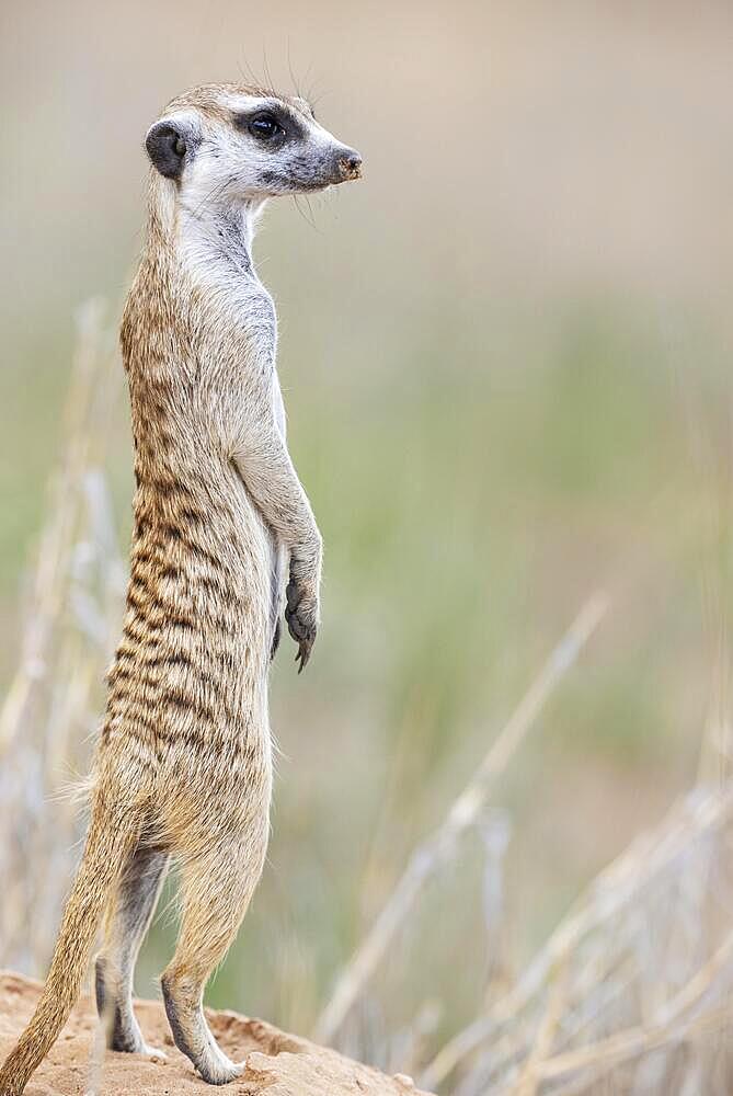 Suricate (Suricata suricatta) . Also called Meerkat. Female on the lookout. Kalahari Desert, Kgalagadi Transfrontier Park, South Africa, Africa