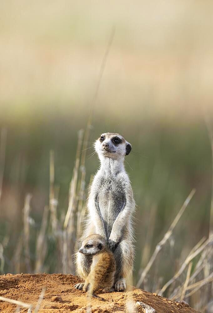 Suricate (Suricata suricatta) . Also called Meerkat. Female with young at their burrow. On the lookout. Kalahari Desert, Kgalagadi Transfrontier Park, South Africa, Africa